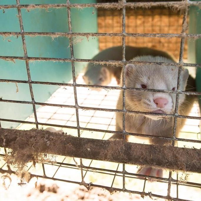 B.C. court rejects mink farmers' lawsuits over ban imposed during pandemic